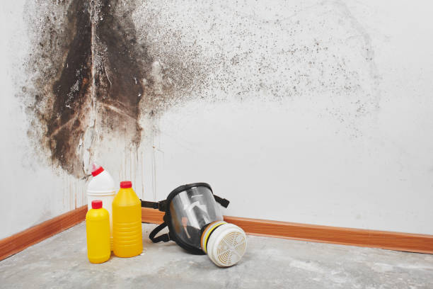 Certified Mold Removal in Succasunna, NJ