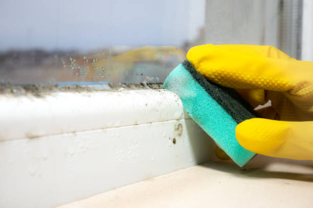 Trusted Succasunna, NJ Mold Removal Experts