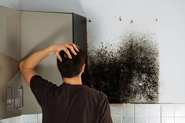 Best Professional Mold Removal  in Succasunna, NJ