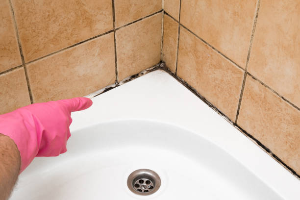 Mold Removal Process in Succasunna, NJ